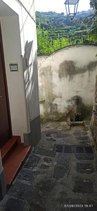 Allafontanina مينوري المظهر الخارجي الصورة